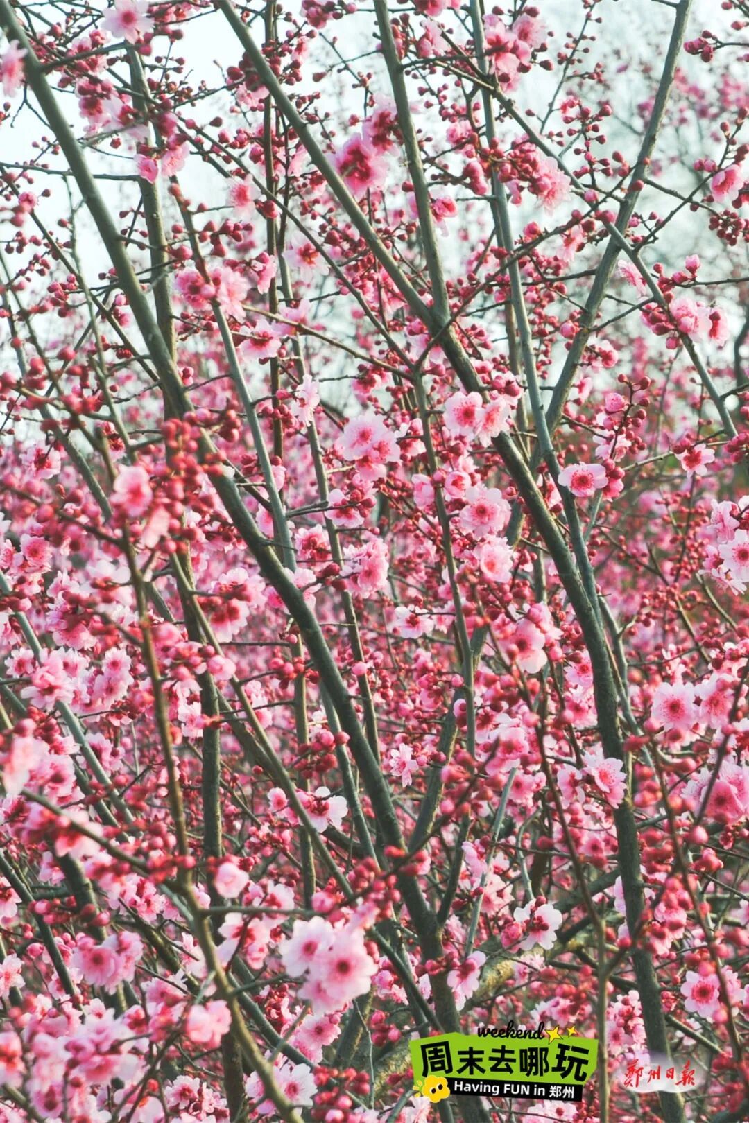 闯入“绿野仙踪”！郑州黄河边的春日限定美景已上线