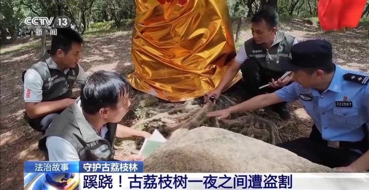 古荔枝树一夜之间遭盗割 竟是为高价出售木瘤