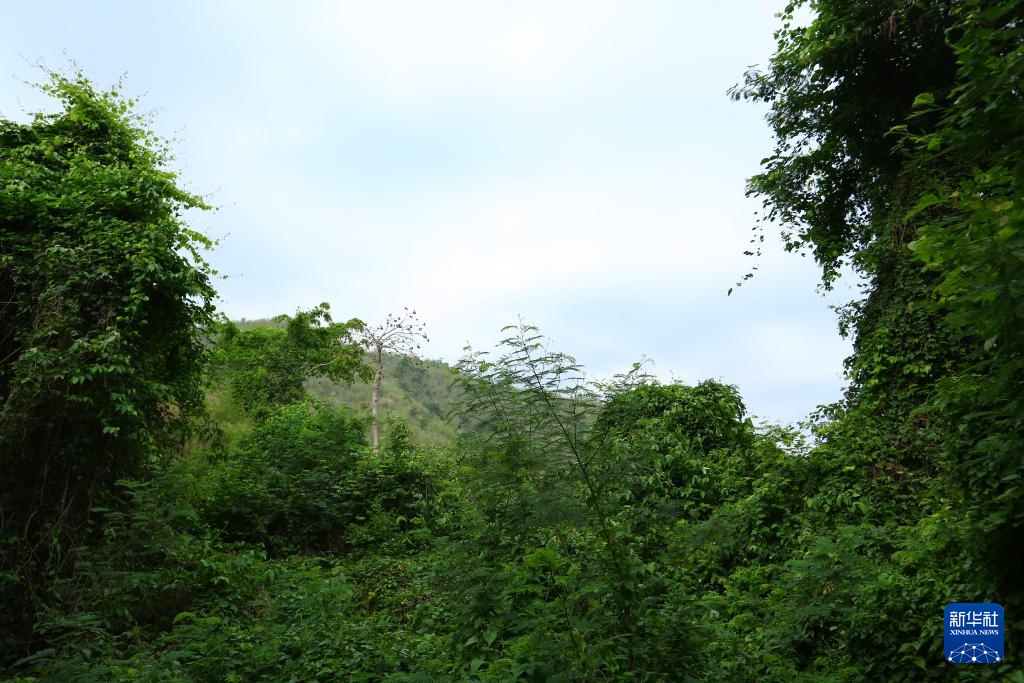 魅力亚太丨“国际森林日”——走进泰国爱侣湾国家公园