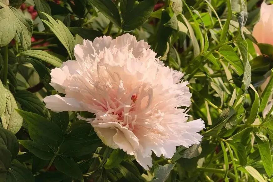 洛阳的第一朵牡丹！开了→