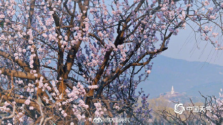 浪漫！颐和园西堤桃花迎春盛放