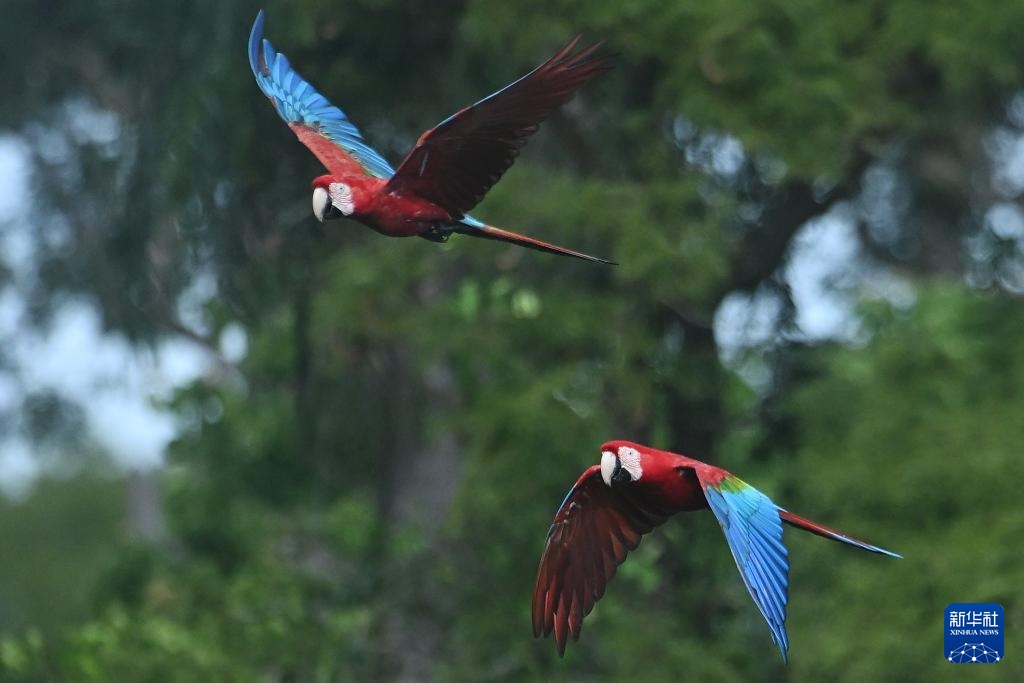 走近巴西南部的“金刚鹦鹉洞”