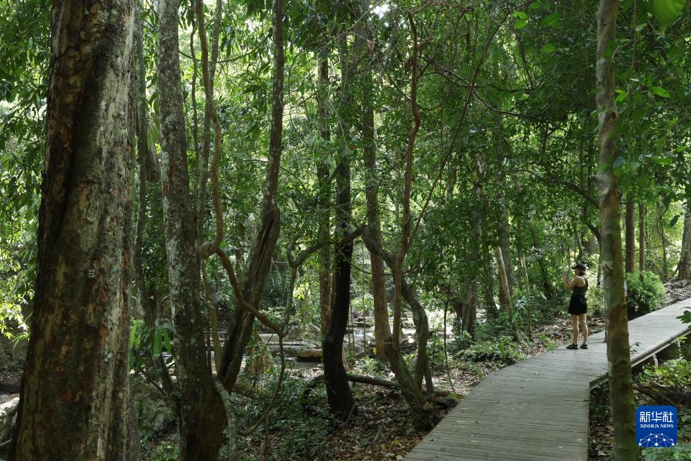 魅力亚太丨“国际森林日”——走进泰国爱侣湾国家公园