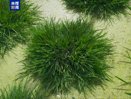 点赞！我国科学家培育出长寿水稻