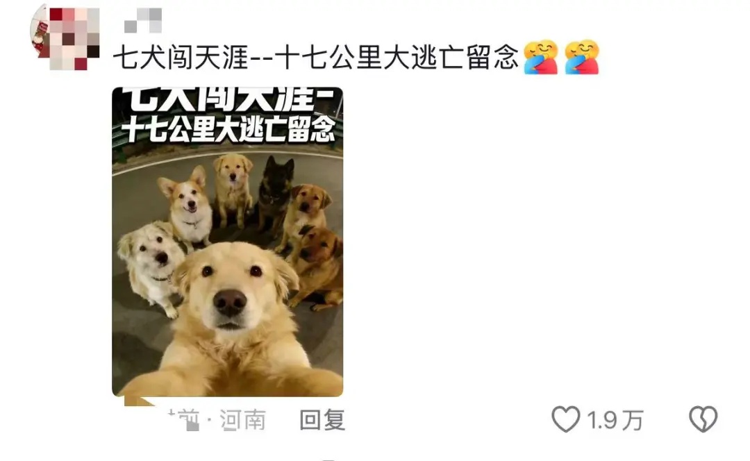 热搜第一！7只家犬疑被偷走，集体逃脱后穿越17公里成功回家