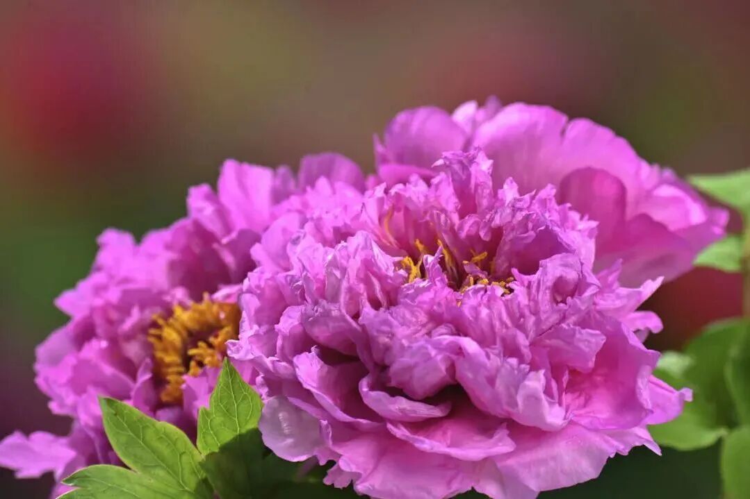 洛阳的第一朵牡丹！开了→