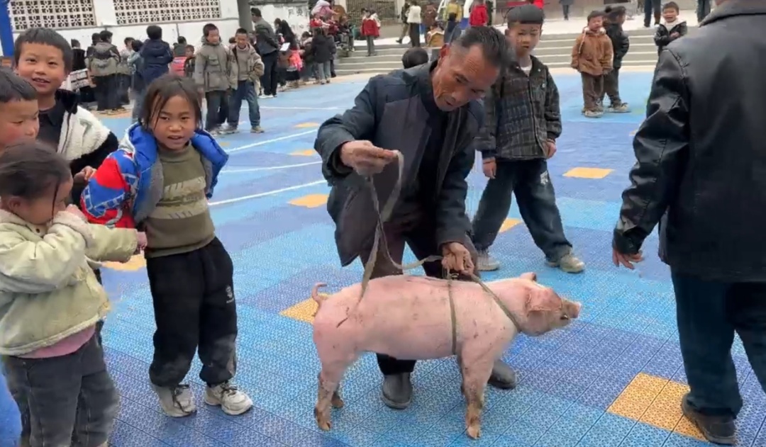 好好读书奖励小猪！收到学生感谢信后，他带着24头小猪回到贵州