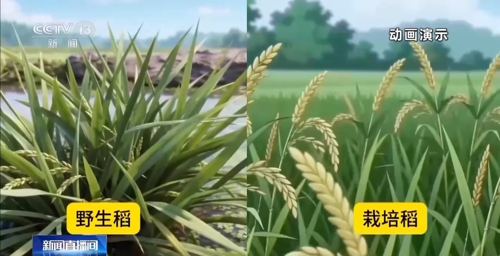 我国科学家成功克隆“长寿基因” 首创一次播种多年收获水稻