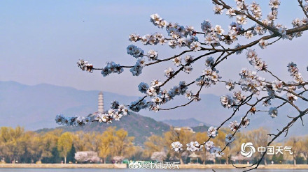 浪漫！颐和园西堤桃花迎春盛放