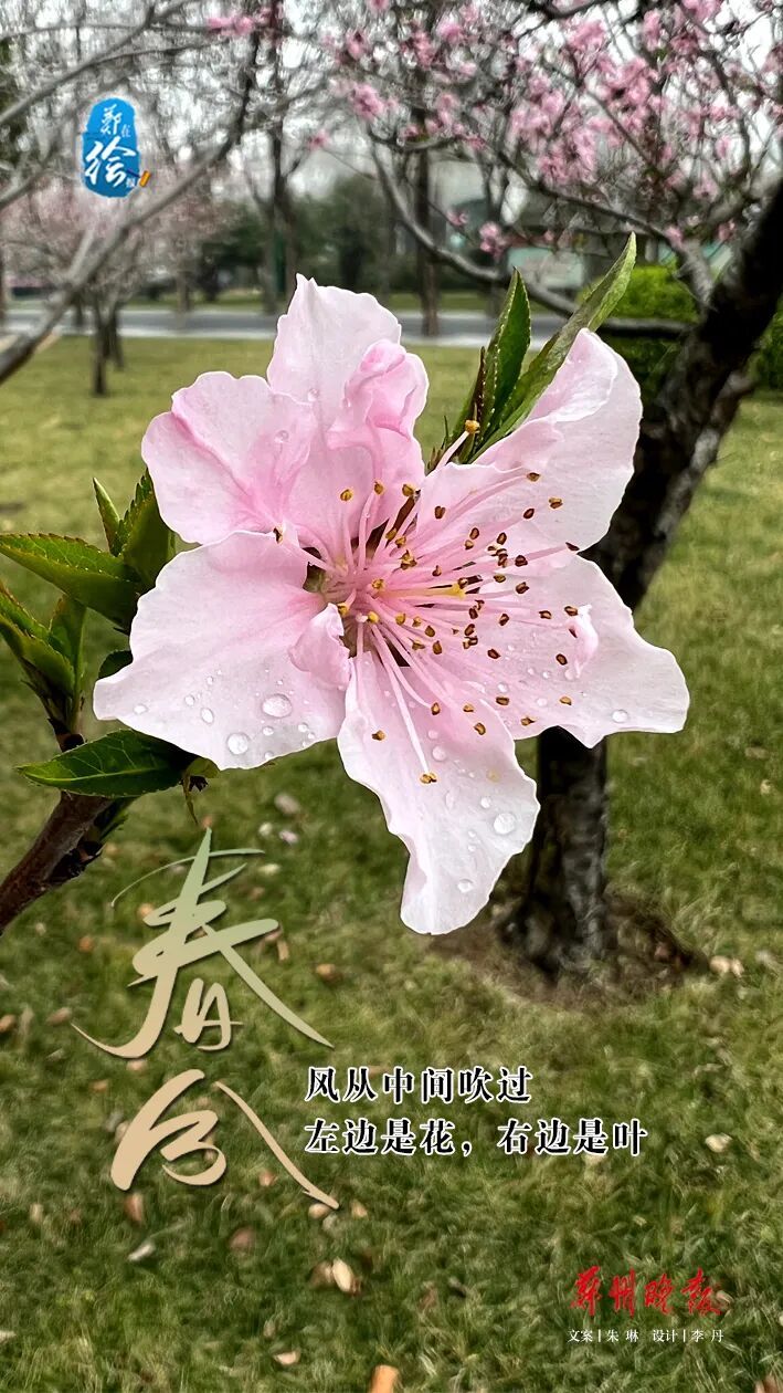 郑在绘报 | 春分：把日子过成刚刚好的样子