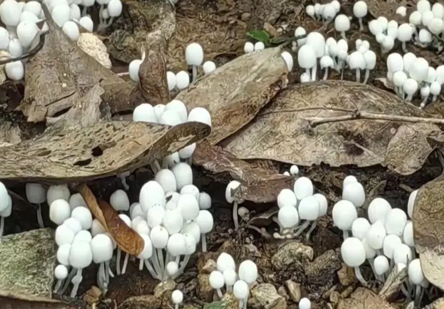 误食致死率高达75%！深圳疾控紧急提醒别碰这种菇