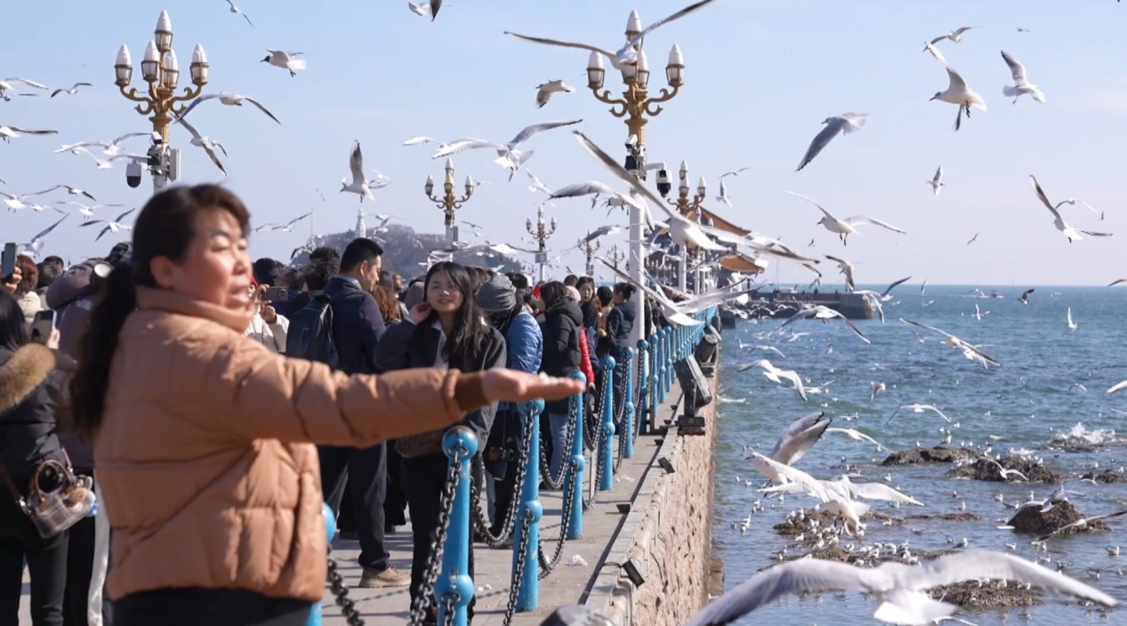 山东青岛:越冬海鸥即将启程北迁 人鸥惜别显生态温情 山东青岛:越冬海鸥即将启程北迁 人鸥惜别显生态温情