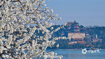 浪漫！颐和园西堤桃花迎春盛放