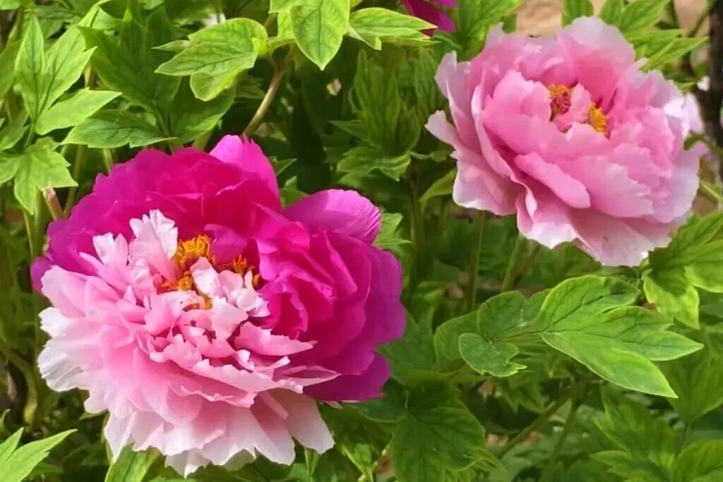 洛阳的第一朵牡丹！开了→