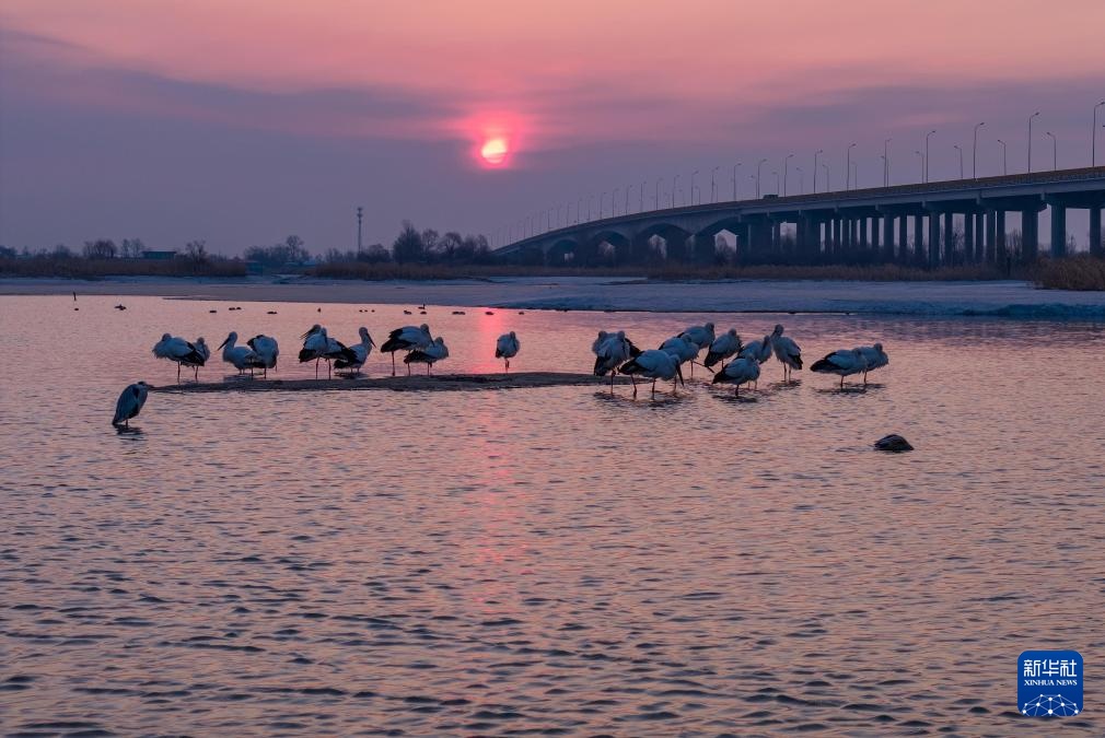 东方白鹳北归龙江赴春约 东方白鹳北归龙江赴春约