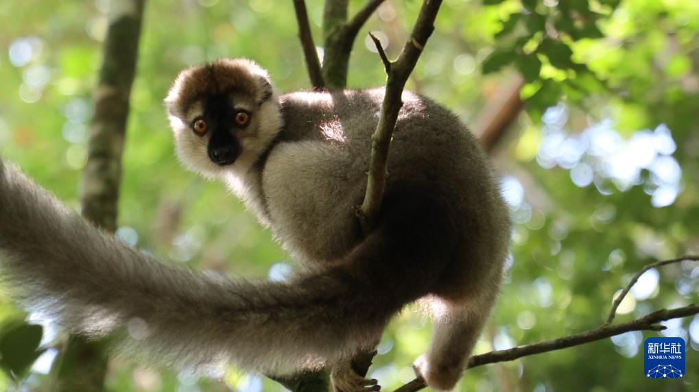 走进马达加斯加拉努马法纳国家公园