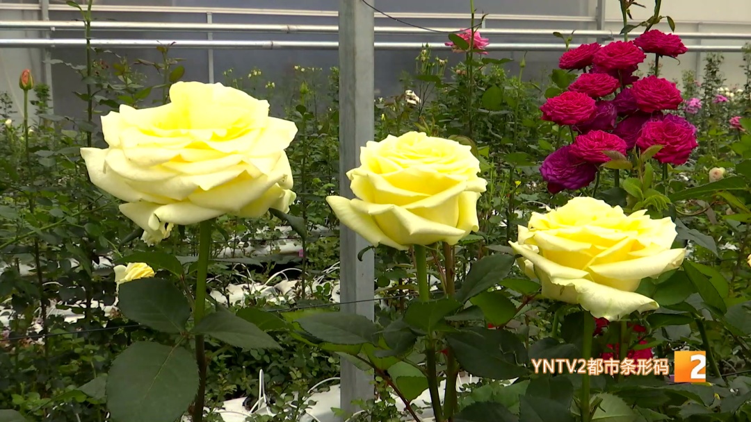 昆明→广西！"文秀"回家了！