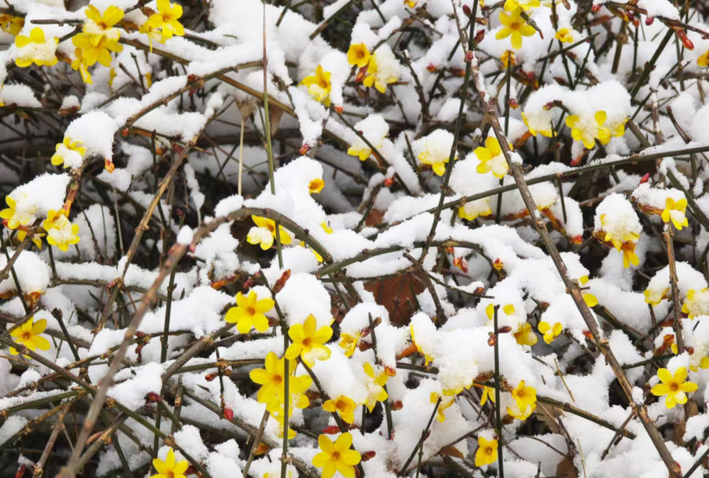 早春的花,为啥多数是黄色的? 早春的花,为啥多数是黄色的?