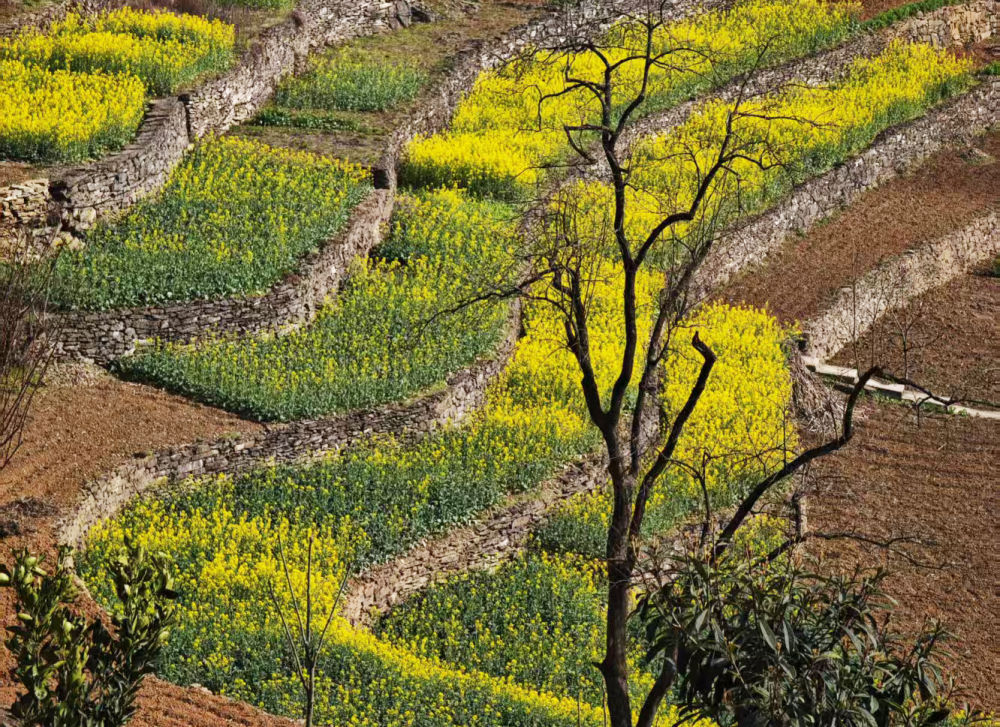 早春的花,为啥多数是黄色的? 早春的花,为啥多数是黄色的?