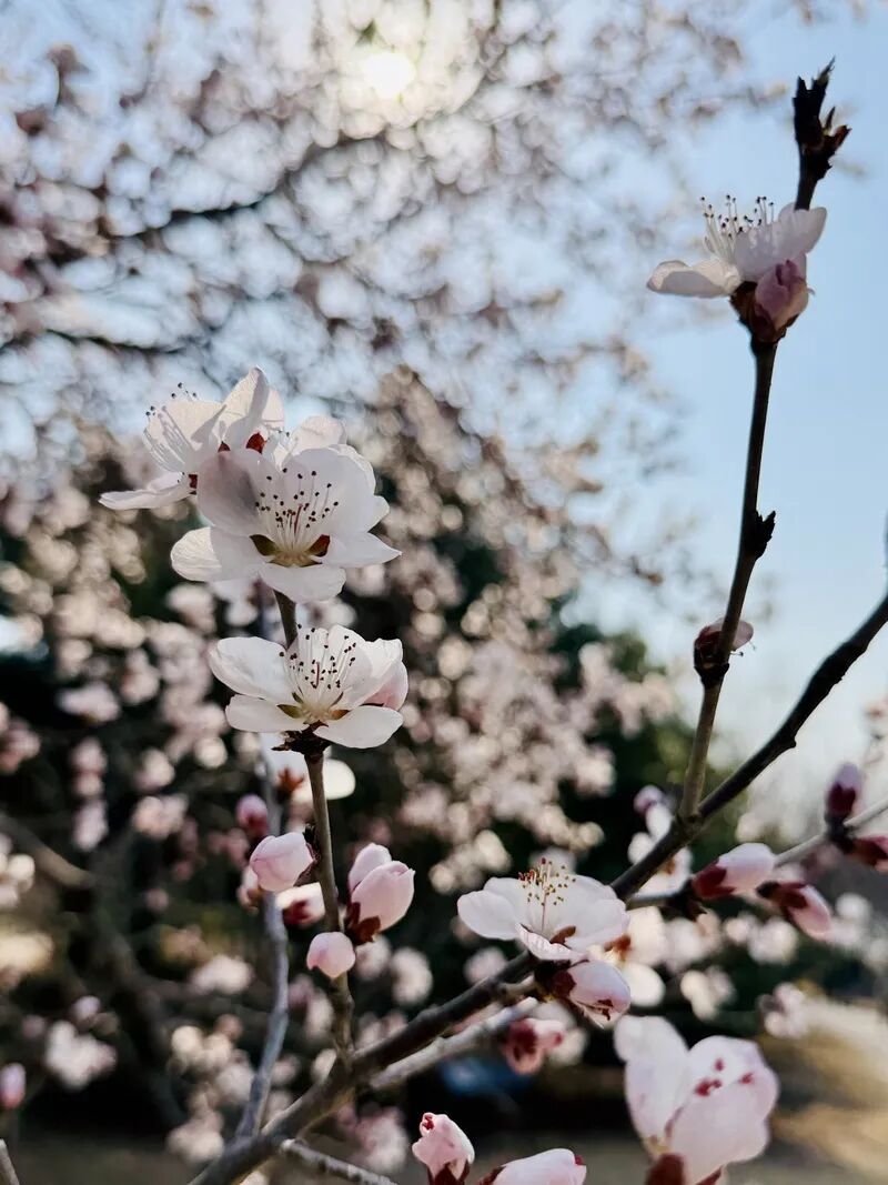 国家植物园的春花排期来了——