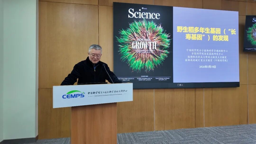 中国科学家首次发现水稻多年生“长寿基因” 有望实现一次栽培年年收获 中国科学家首次发现水稻多年生“长寿基因” 有望实现一次栽培年年收获