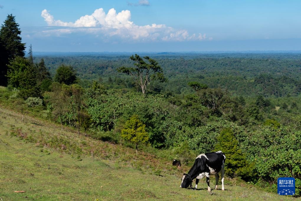 肯尼亚的森林之美 肯尼亚的森林之美