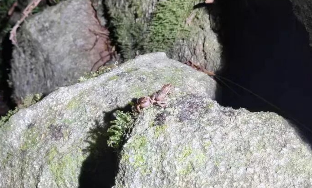 鳞皮小蟾、乐东蟾蜍两物种首次在万宁被发现 鳞皮小蟾、乐东蟾蜍两物种首次在万宁被发现