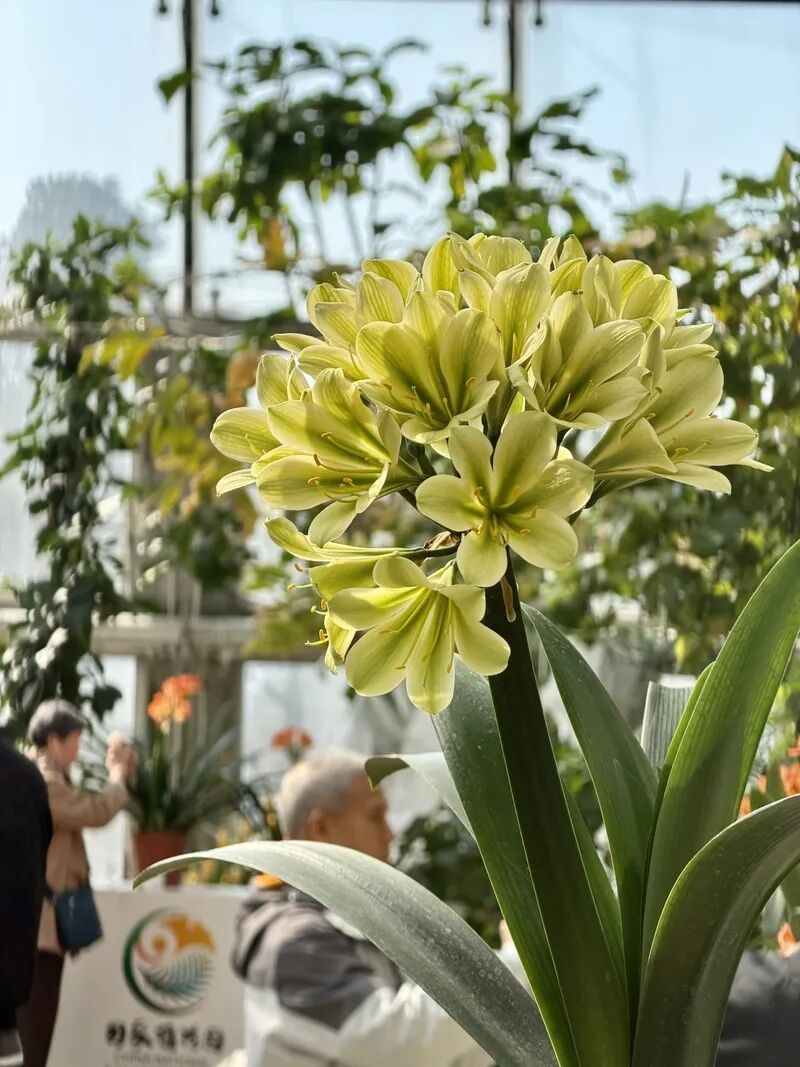 国家植物园的春花排期来了——