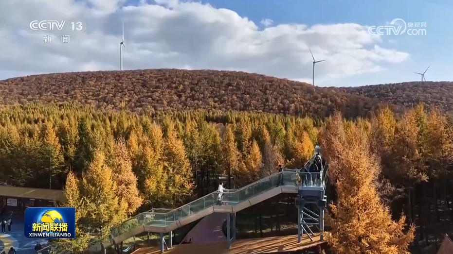 我国森林资源持续增长 成全球增绿主力