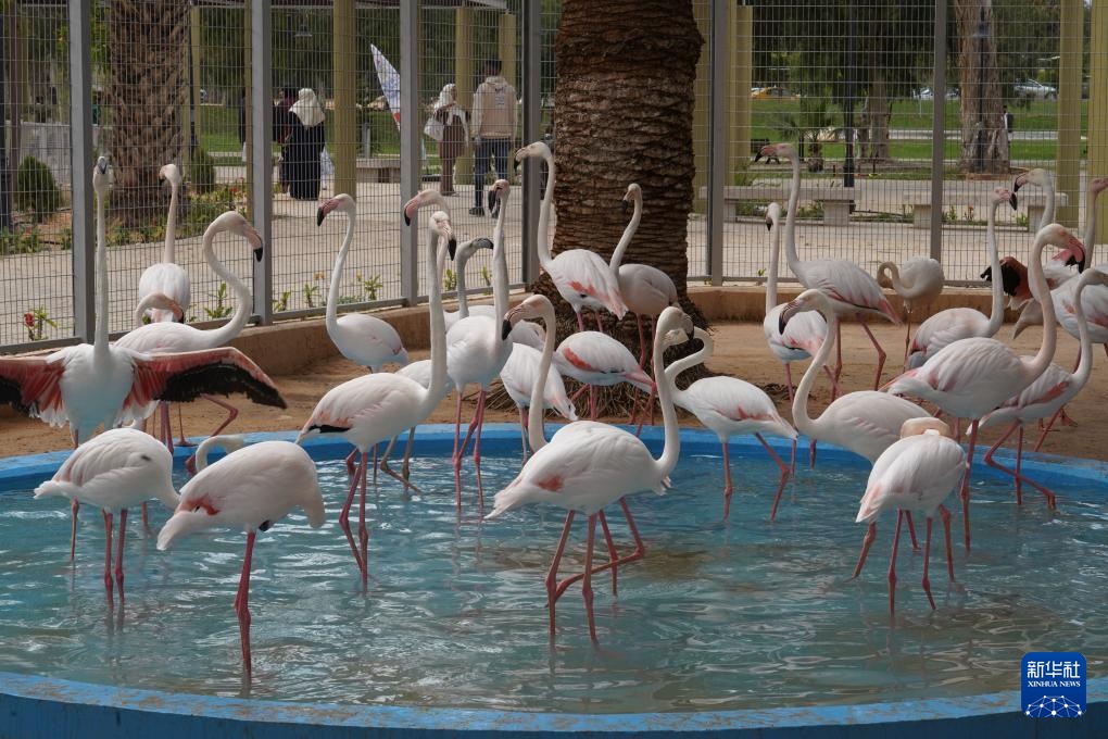 利比亚的黎波里动物园重新开放 利比亚的黎波里动物园重新开放