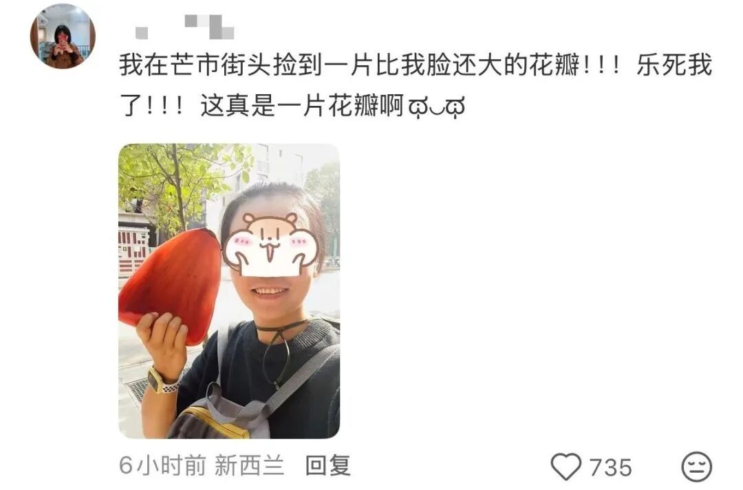 “看！我们从云南搬回了一片叶子！” 网友：你俩取经回来啦？