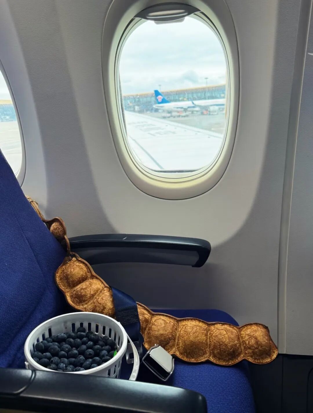 “看！我们从云南搬回了一片叶子！” 网友：你俩取经回来啦？