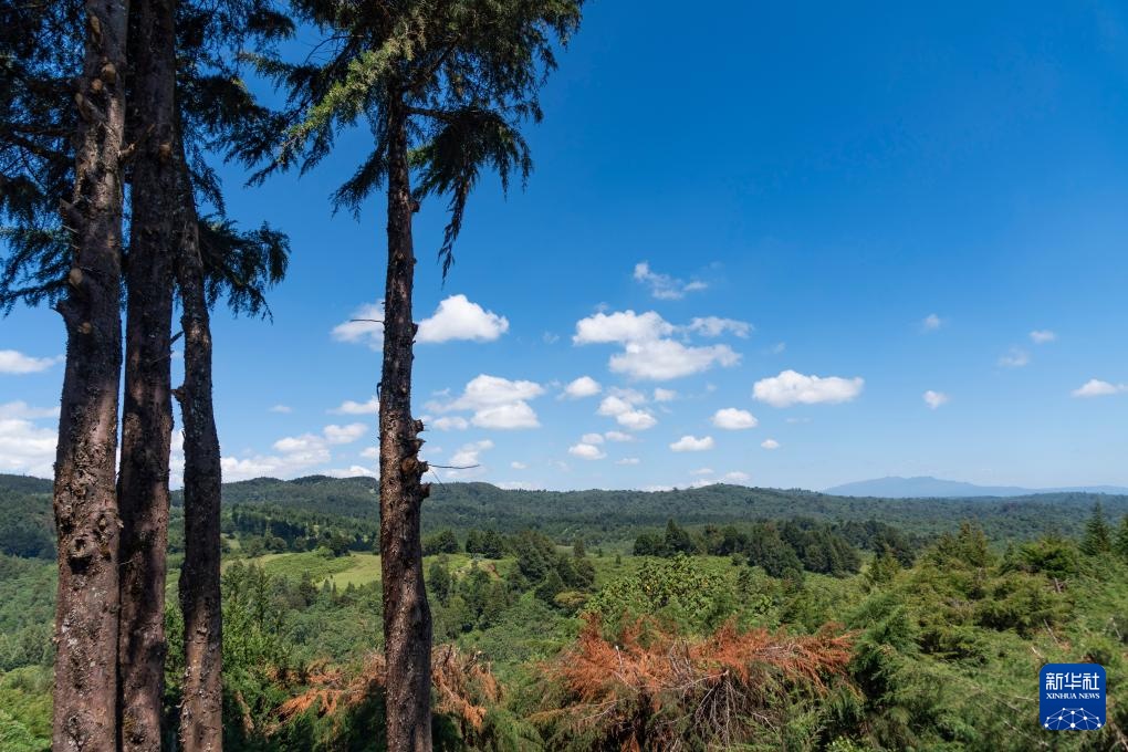 肯尼亚的森林之美 肯尼亚的森林之美