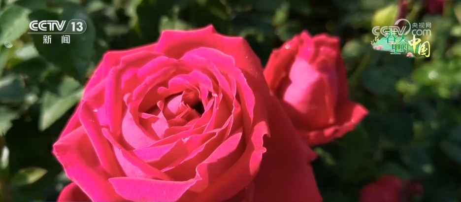 “一朵春花”串联起乡村文旅新业态 春日限定美景激活乡村经济“一池春水” “一朵春花”串联起乡村文旅新业态 春日限定美景激活乡村经济“一池春水”