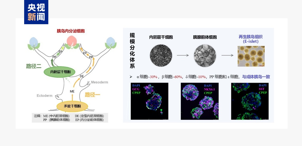 全球首次、硬核突破！本周，我国多领域成果密集“上新”