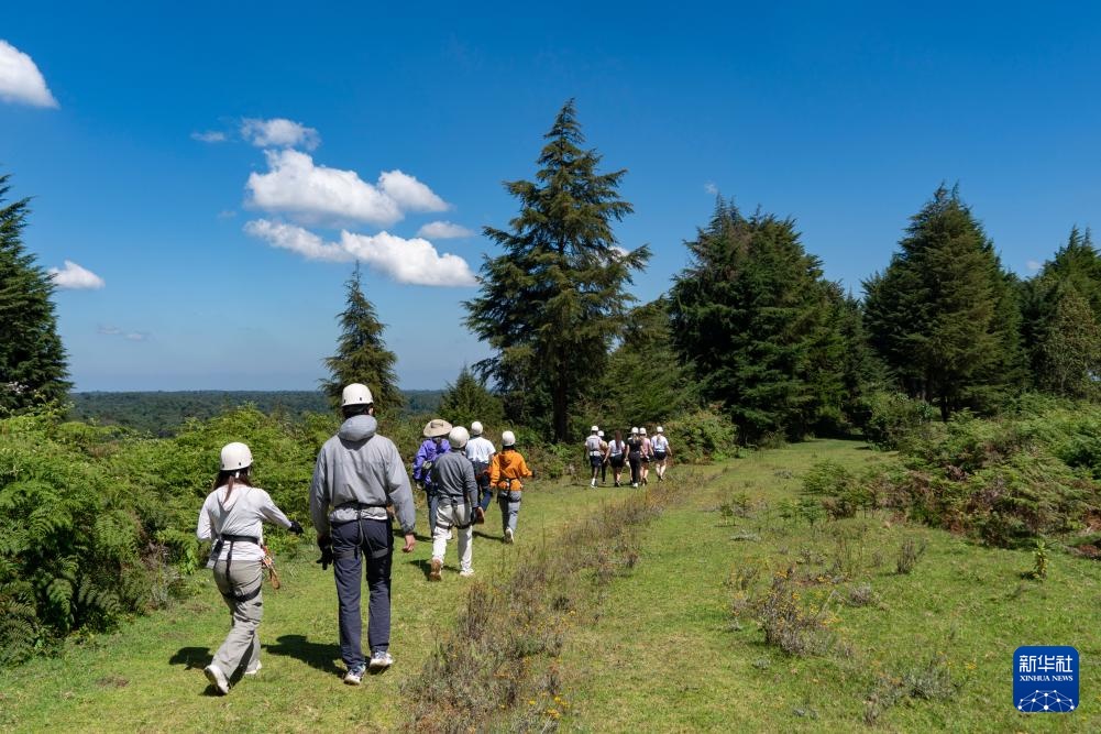 肯尼亚的森林之美 肯尼亚的森林之美