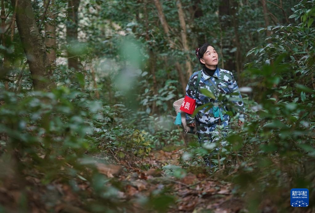 护林三十载 她视山林如家 护林三十载 她视山林如家