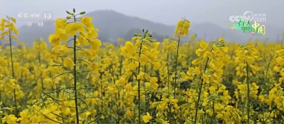 希望的田野万象“耕”新不负春 万亩金色花海点燃富民兴村新引擎