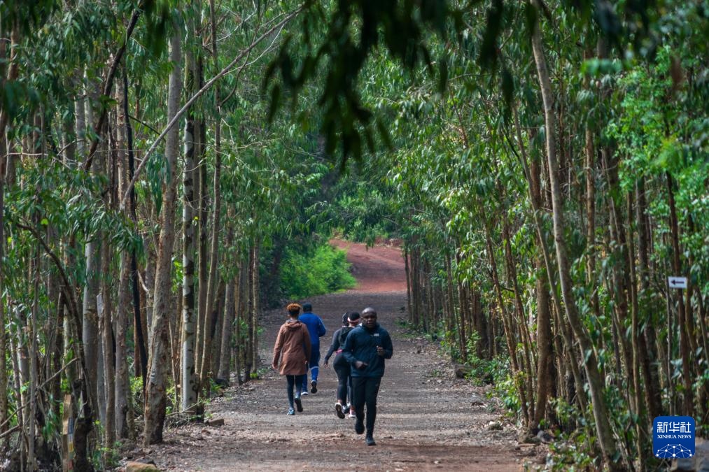 肯尼亚的森林之美 肯尼亚的森林之美