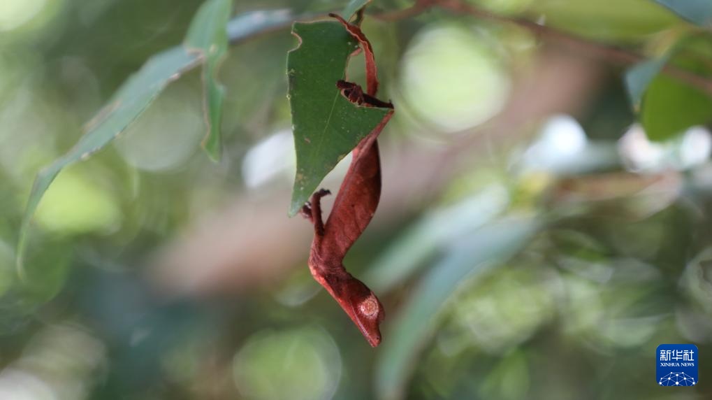 走进马达加斯加拉努马法纳国家公园