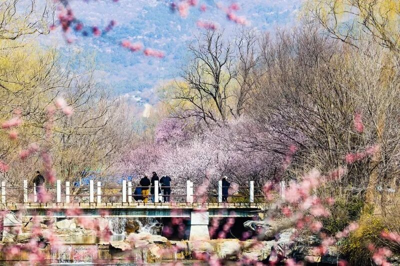 国家植物园的春花排期来了——