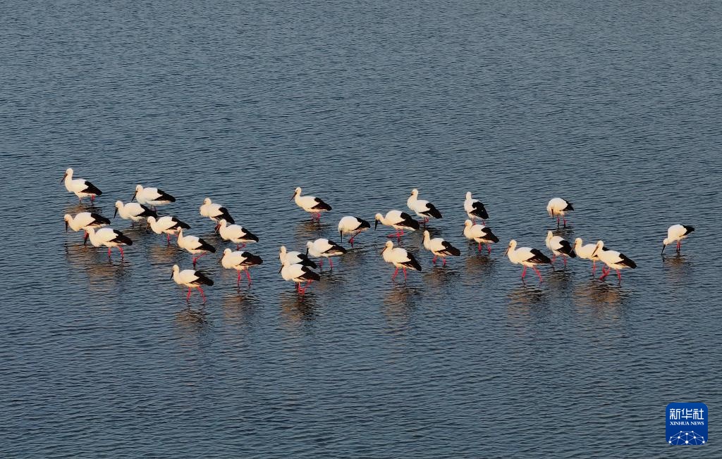 东方白鹳北归龙江赴春约 东方白鹳北归龙江赴春约