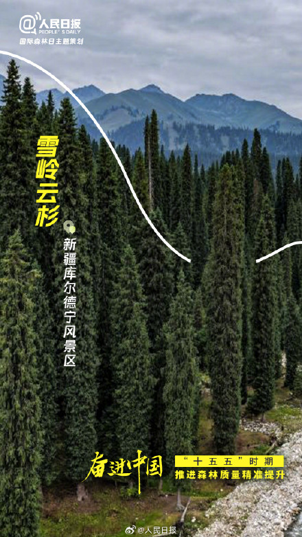 今天国际森林日：打卡中国森林里的天赋型选手