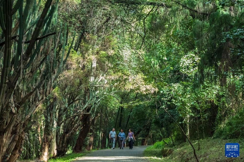 肯尼亚的森林之美 肯尼亚的森林之美