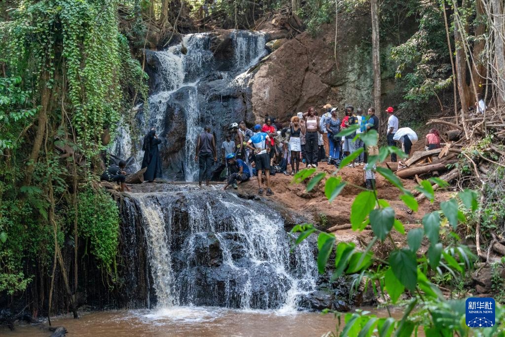 肯尼亚的森林之美 肯尼亚的森林之美