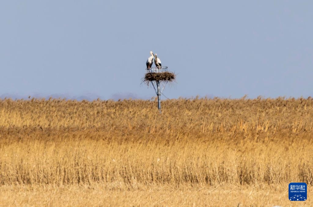 东方白鹳北归龙江赴春约 东方白鹳北归龙江赴春约