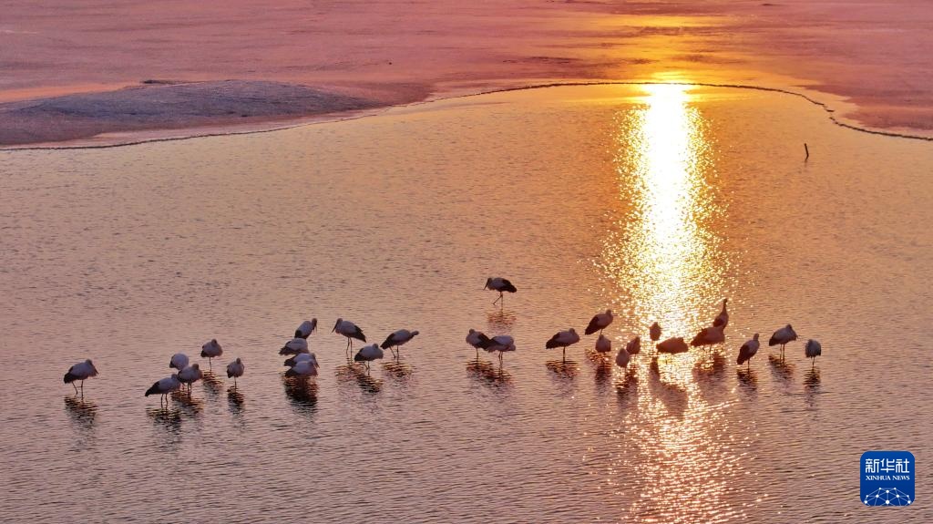 东方白鹳北归龙江赴春约 东方白鹳北归龙江赴春约