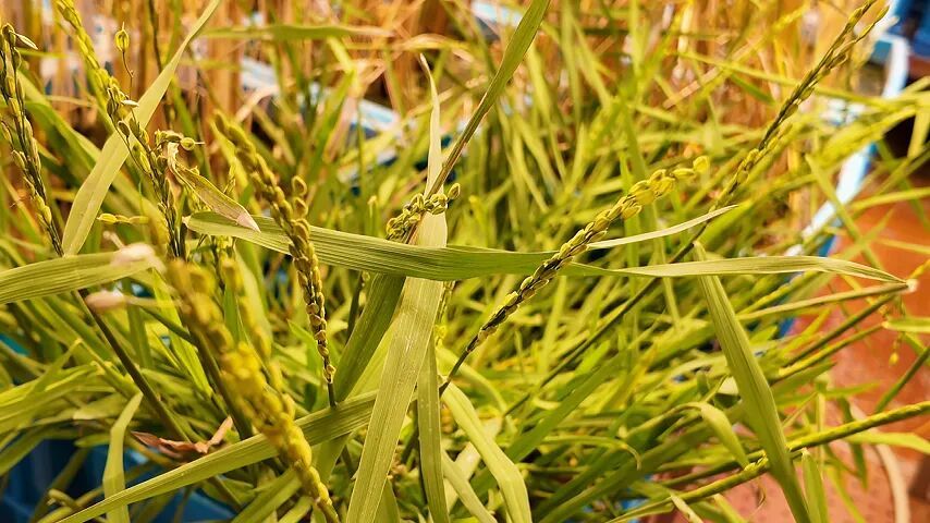 中国科学家首次发现水稻多年生“长寿基因” 有望实现一次栽培年年收获 中国科学家首次发现水稻多年生“长寿基因” 有望实现一次栽培年年收获