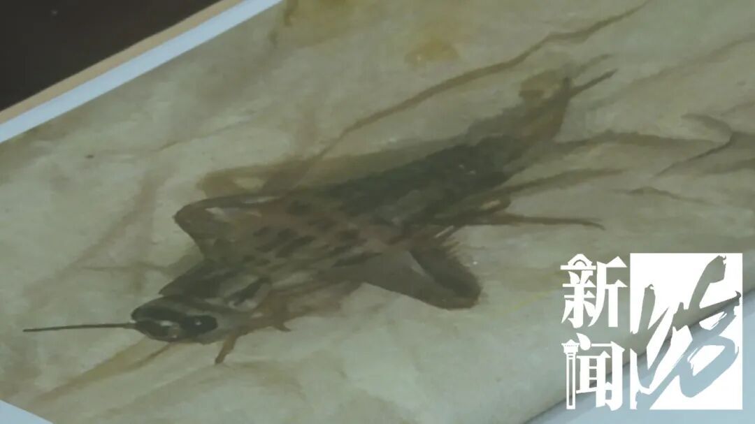 太恶劣！王某被判刑，被捕后毫无悔意：“为啥非揪着我不放”