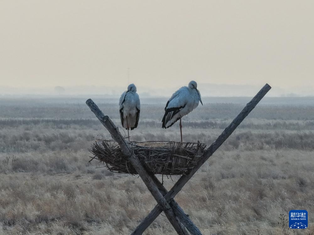东方白鹳北归龙江赴春约 东方白鹳北归龙江赴春约